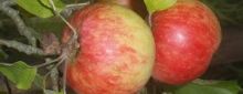 Äpfel 2 Äpfel