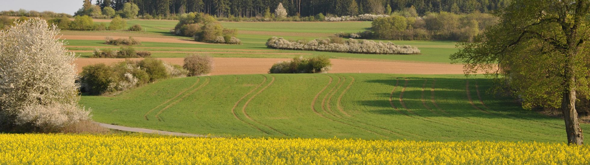 Frühjahr Landschaft Haiterbach